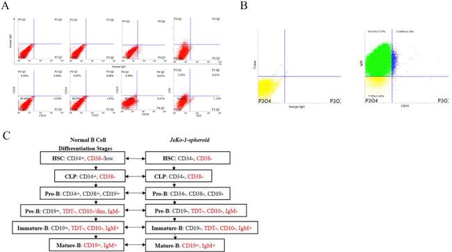 CD34 Antibody in Flow Cytometry (Flow)