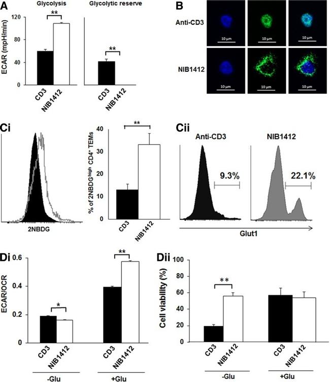 CD3 Antibody in T-Cell Activation (TCA)