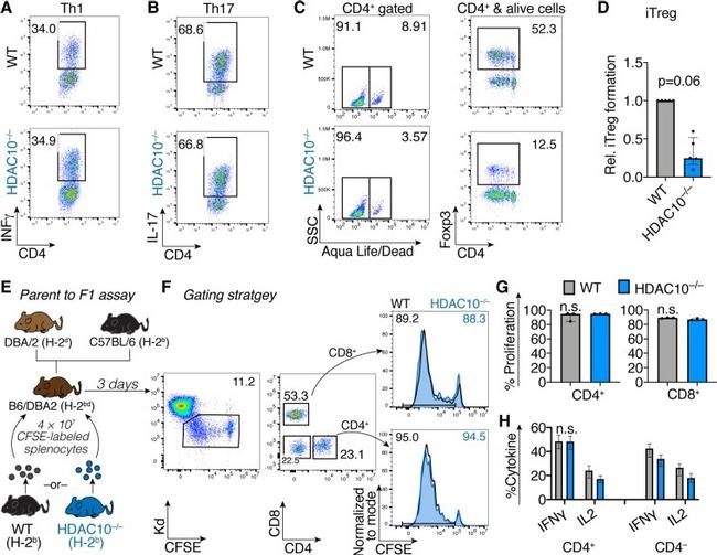 CD8a Antibody in Flow Cytometry (Flow)