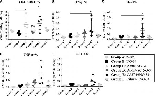 IFN gamma Antibody in Flow Cytometry (Flow)