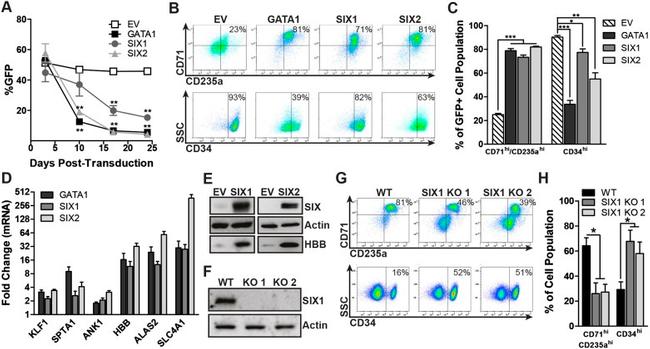 CD71 (Transferrin Receptor) Antibody in Flow Cytometry (Flow)