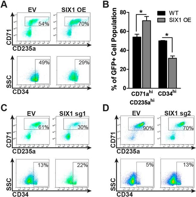 CD71 (Transferrin Receptor) Antibody in Flow Cytometry (Flow)