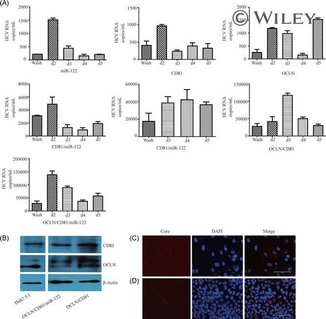 Hepatitis C Virus Core Antigen Antibody in Immunocytochemistry (ICC/IF)