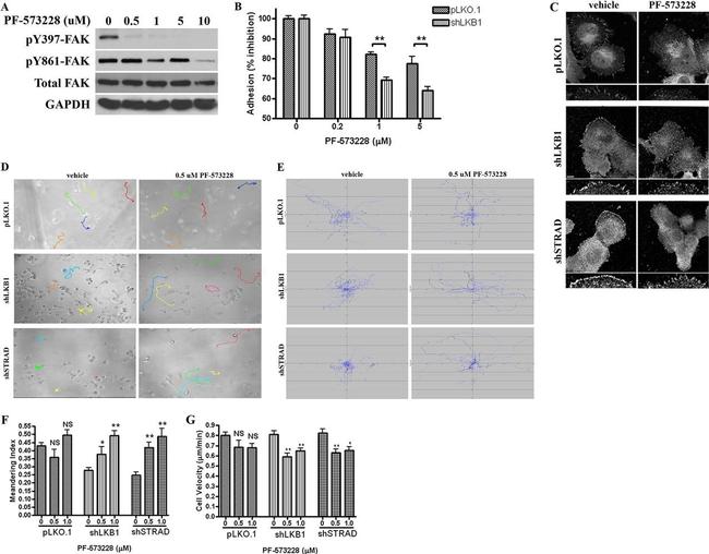 FAK Antibody in Western Blot (WB)