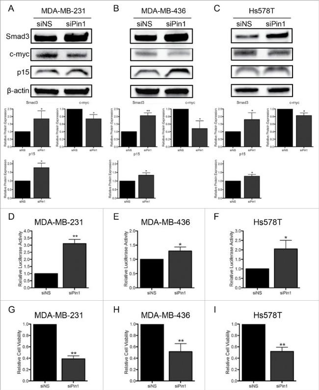 SMAD3 Antibody in Western Blot (WB)