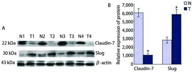 Claudin 7 Antibody in Western Blot (WB)