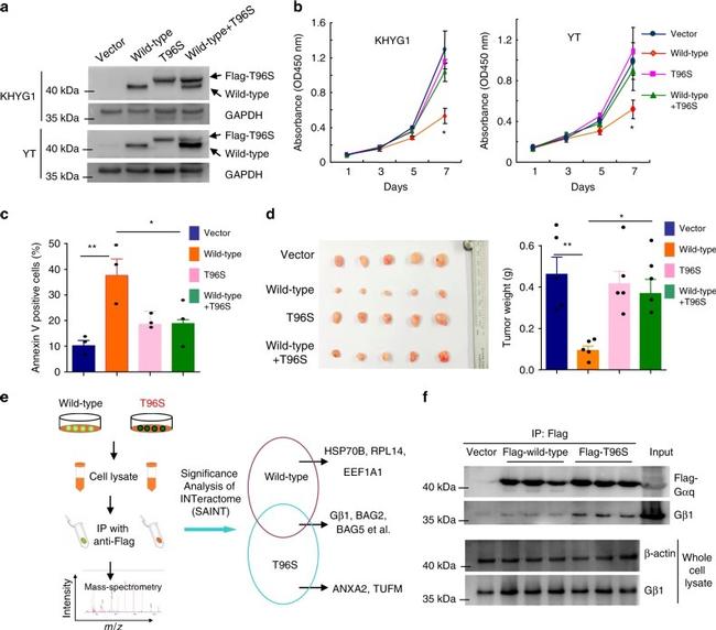 DYKDDDDK Tag Antibody in Western Blot, Immunoprecipitation (WB, IP)