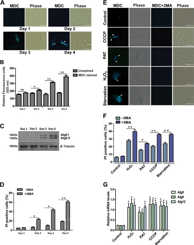 beta Tubulin Antibody in Western Blot (WB)