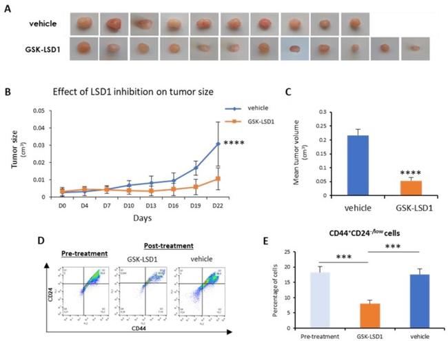 CD44 Antibody in Flow Cytometry (Flow)