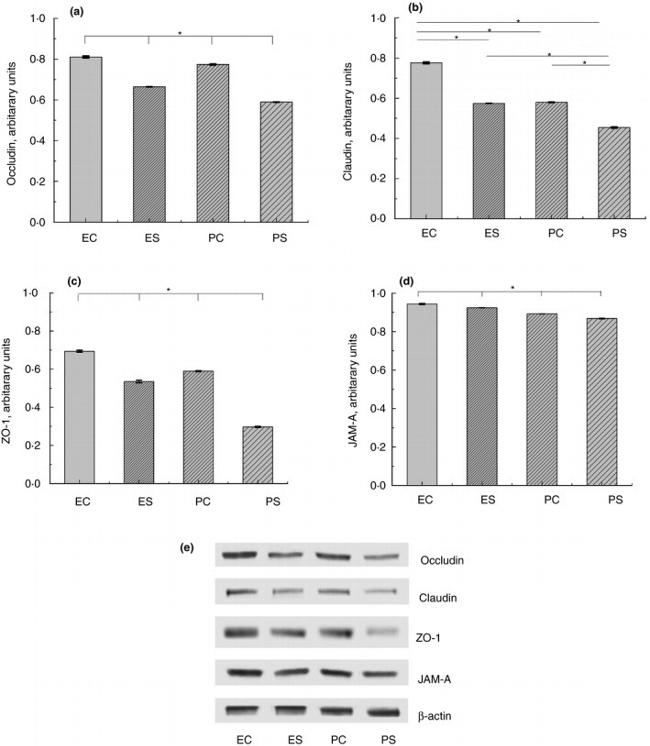 Occludin Antibody in Western Blot (WB)