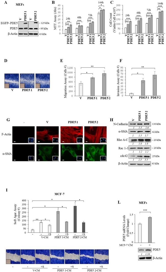 RhoA/RhoB/RhoC Antibody in Western Blot (WB)