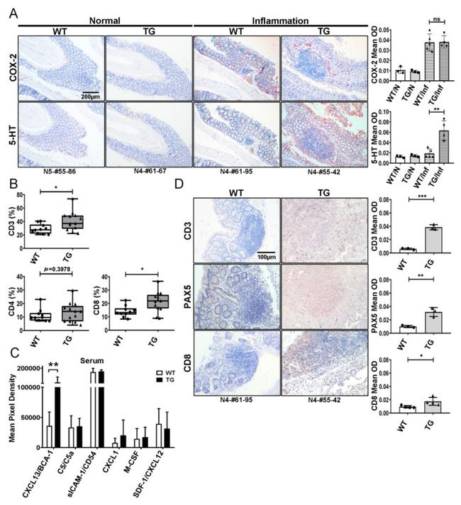 CD8a Antibody in Flow Cytometry (Flow)