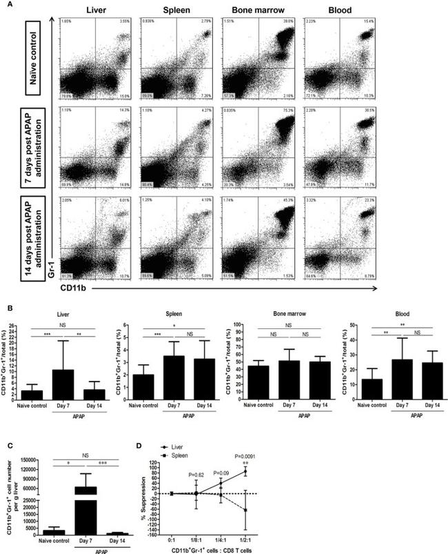 CD11b Antibody in Flow Cytometry (Flow)