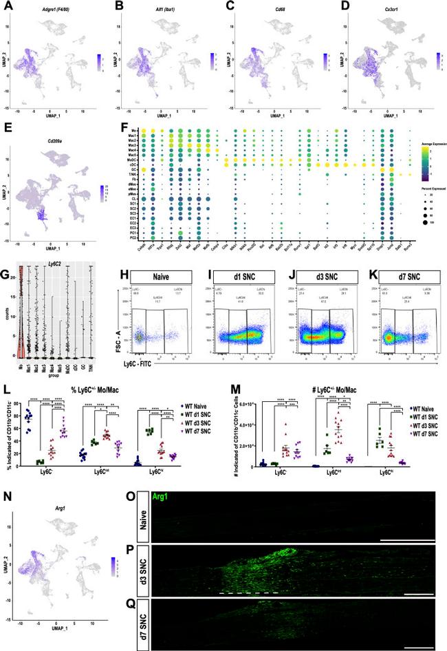 CD11b Antibody in Flow Cytometry (Flow)