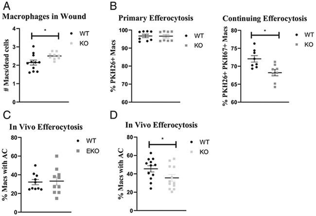 CD11b Antibody in Flow Cytometry (Flow)