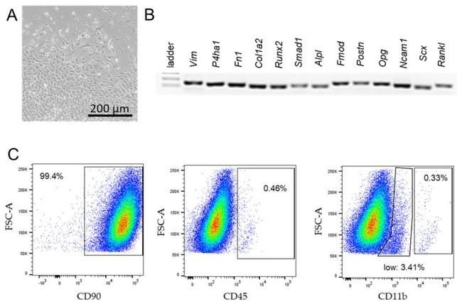 CD11b Antibody in Flow Cytometry (Flow)