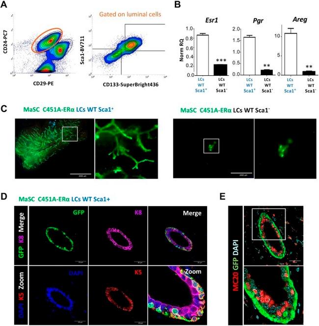 CD29 (Integrin beta 1) Antibody in Flow Cytometry (Flow)