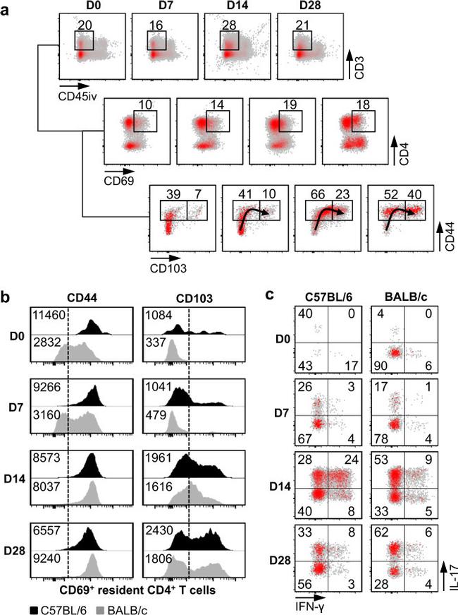 CD69 Antibody in Flow Cytometry (Flow)