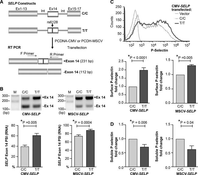 CD62P (P-Selectin) Antibody in Flow Cytometry (Flow)