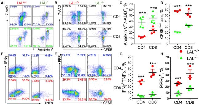 IFN gamma Antibody in Flow Cytometry (Flow)