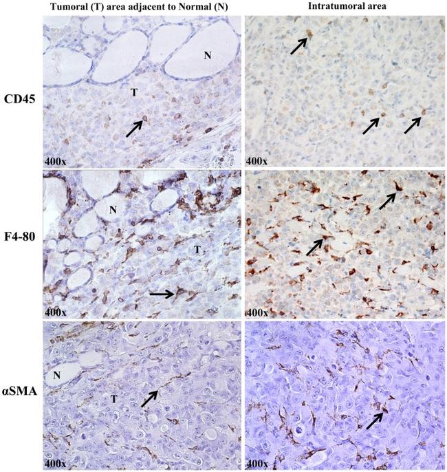 F4/80 Antibody in Immunohistochemistry, Immunohistochemistry (Paraffin) (IHC, IHC (P))