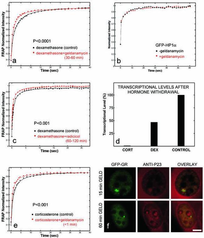 p23 Antibody in Immunocytochemistry (ICC/IF)