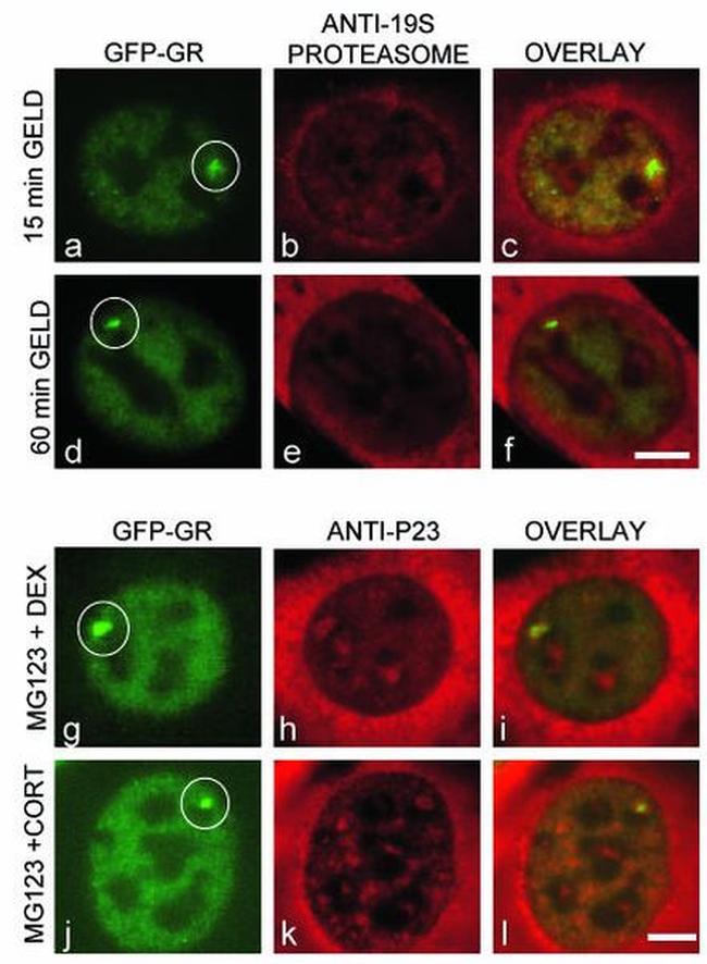 p23 Antibody in Immunocytochemistry (ICC/IF)