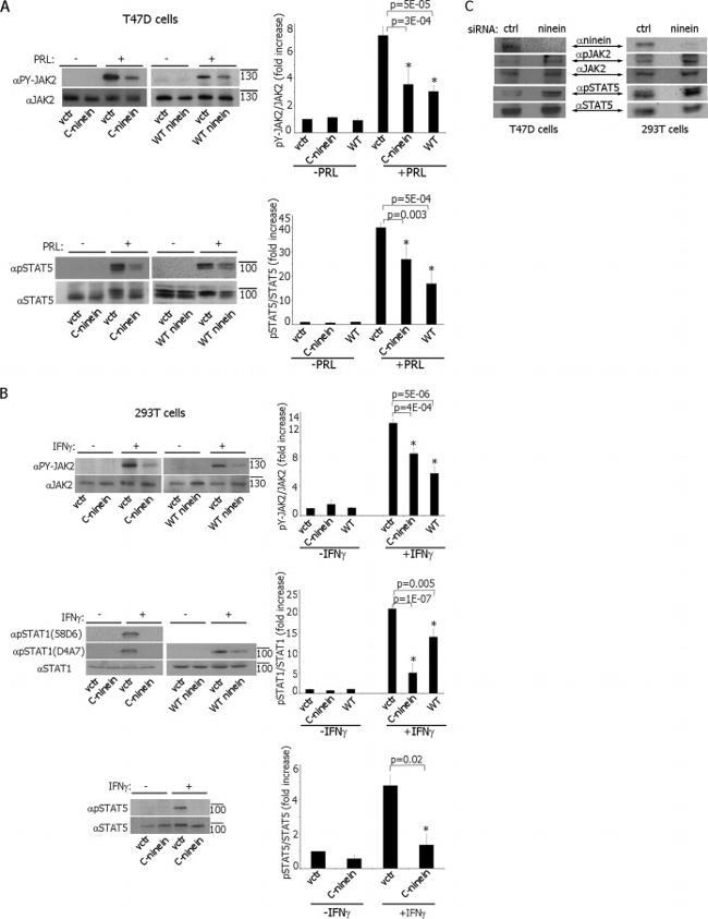 Phospho-JAK2 (Tyr1007, Tyr1008) Antibody in Western Blot (WB)