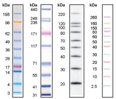 seeblue protein ladder Ctbp1 western blot