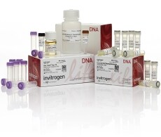 Chlam-Showcase-A24244 Chlam-Showcase-A24244